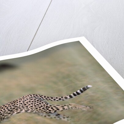 Leaping Cheetah in Grass by Anonymous