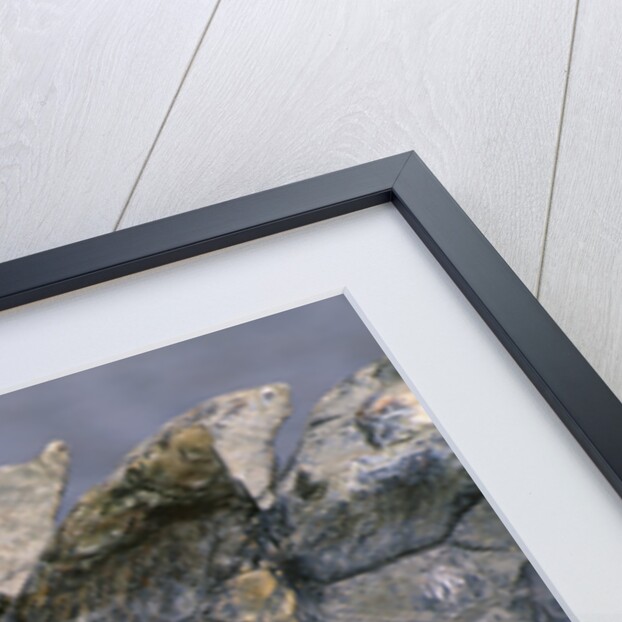 Close-up of Nile Crocodile Scales by Anonymous