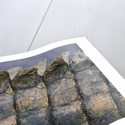 Close-up of Nile Crocodile Scales by Anonymous