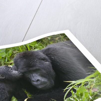Baby Gorilla Kisses Silverback Male by Anonymous