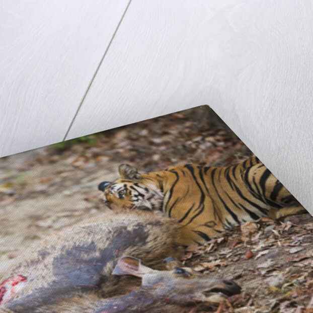 Two Bengal Tigers Feeding on Fresh Sambar Deer Kill by Anonymous
