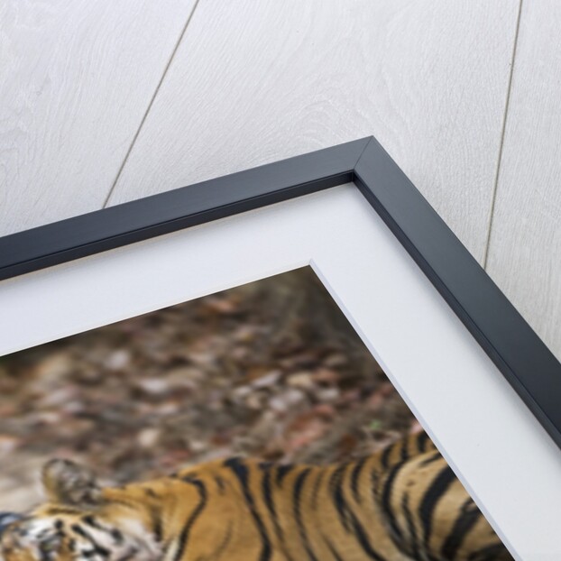 Two Bengal Tigers Feeding on Fresh Sambar Deer Kill by Anonymous