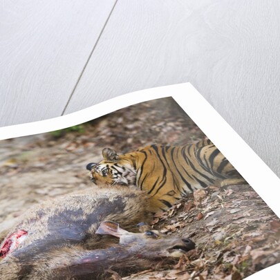 Two Bengal Tigers Feeding on Fresh Sambar Deer Kill by Anonymous