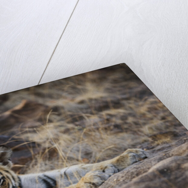 Bengal Tiger Cub Lying on Rocky Ground by Anonymous