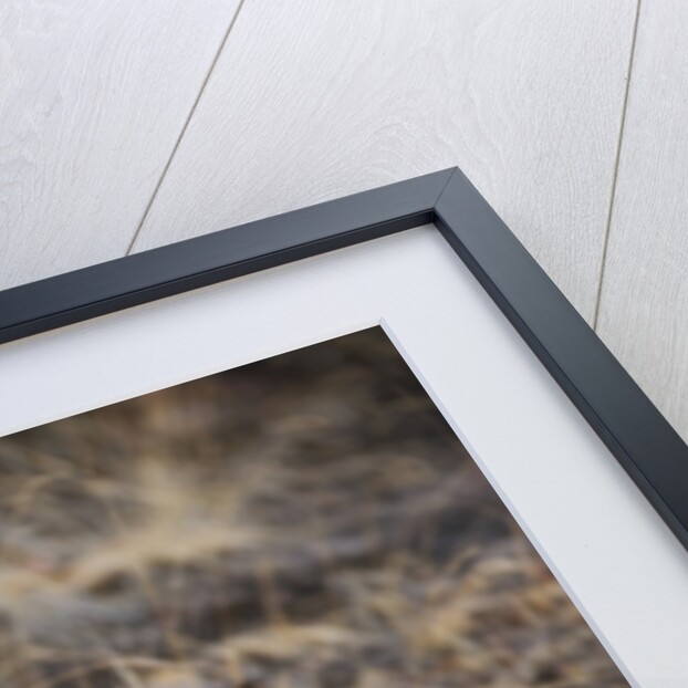 Bengal Tiger Cub Lying on Rocky Ground by Anonymous