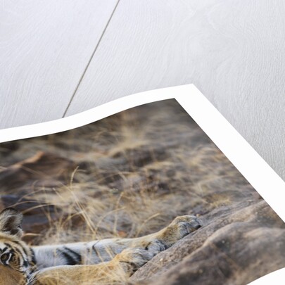 Bengal Tiger Cub Lying on Rocky Ground by Anonymous