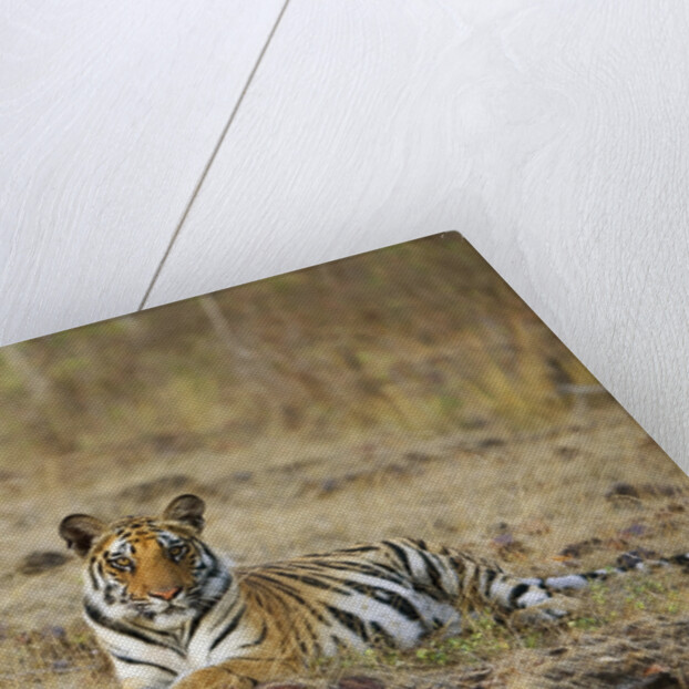 Bengal Tiger Cub Resting on Rocky Ground by Anonymous