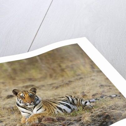 Bengal Tiger Cub Resting on Rocky Ground by Anonymous