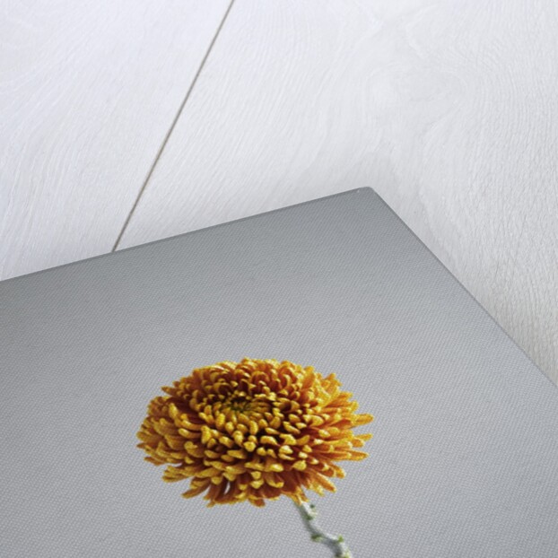 Orange Flower by Anonymous