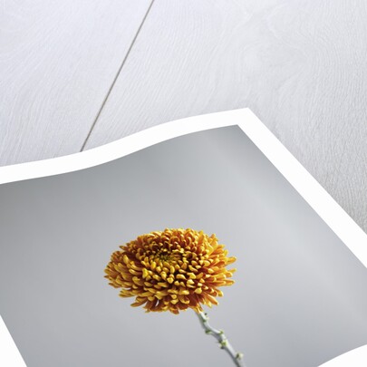 Orange Flower by Anonymous