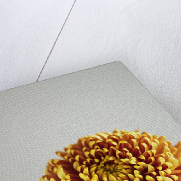 Orange Flower by Anonymous