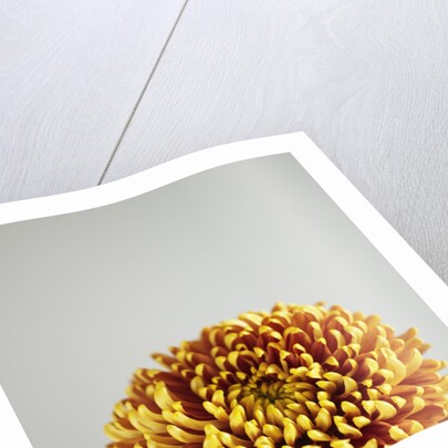 Orange Flower by Anonymous