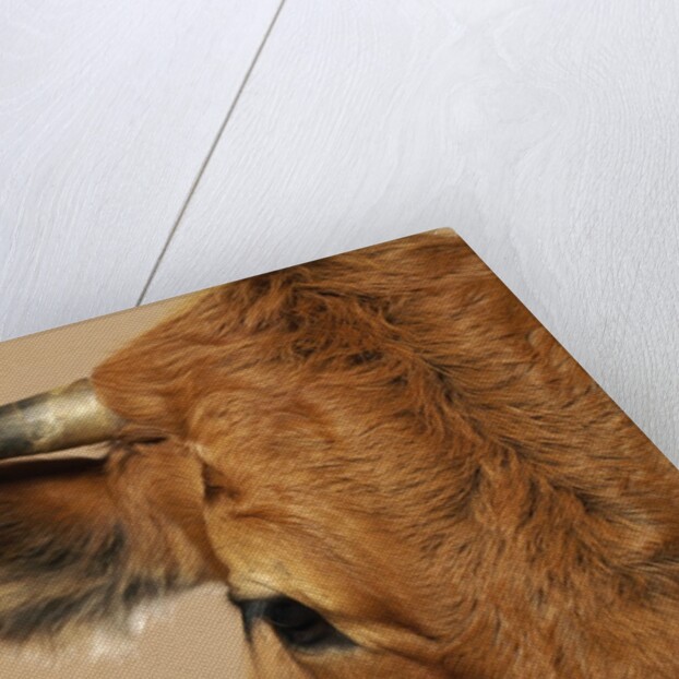 Cow's Face by Anonymous