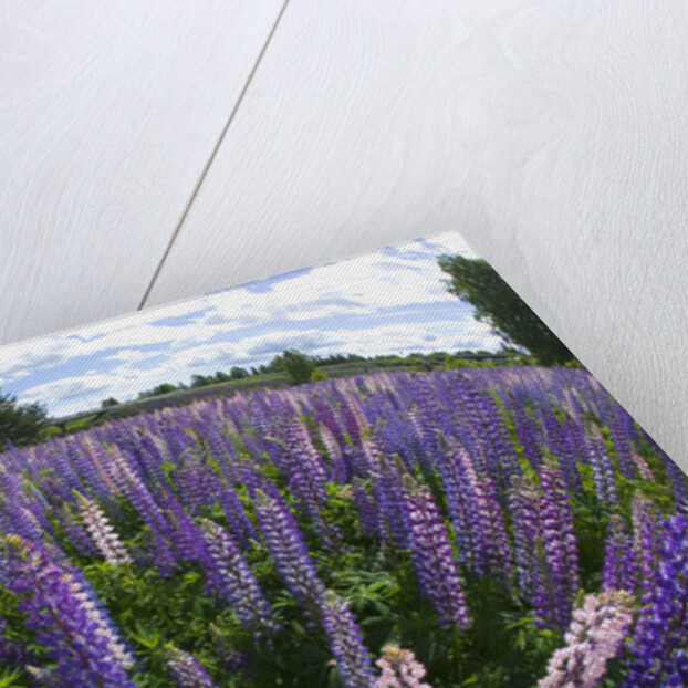 Russel Lupine in large field in Olso Norway near the airport. by Anonymous