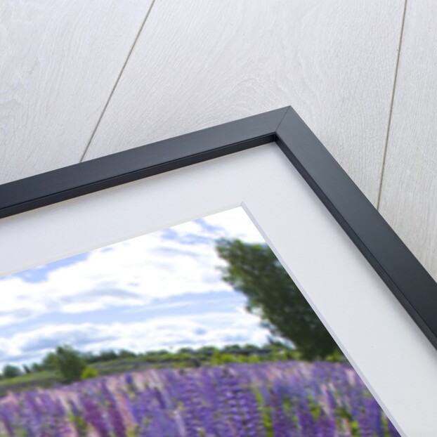 Russel Lupine in large field in Olso Norway near the airport. by Anonymous