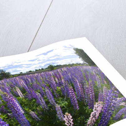 Russel Lupine in large field in Olso Norway near the airport. by Anonymous