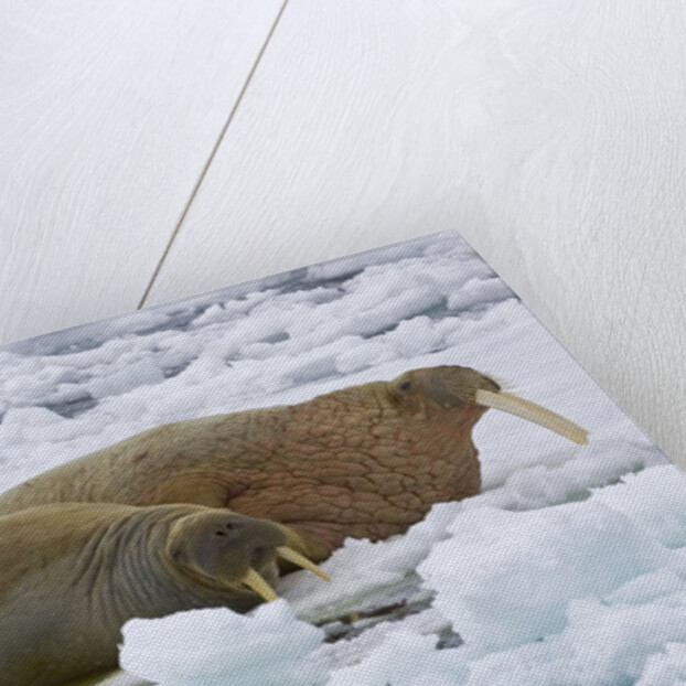 Walrus on Pack Ice on Spitsbergen Island by Anonymous