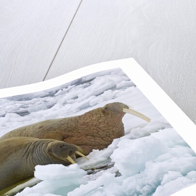 Walrus on Pack Ice on Spitsbergen Island by Anonymous