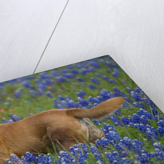 Dog in Field of Blue Bonnets by Anonymous