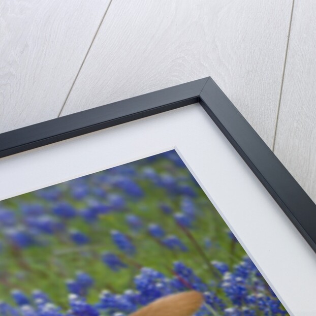 Dog in Field of Blue Bonnets by Anonymous