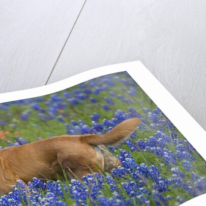 Dog in Field of Blue Bonnets by Anonymous