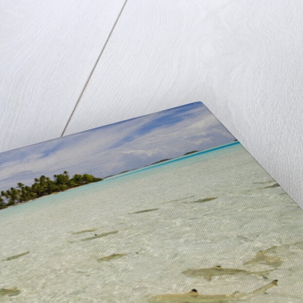 Sharks at Blue Lagoon Beach by Anonymous