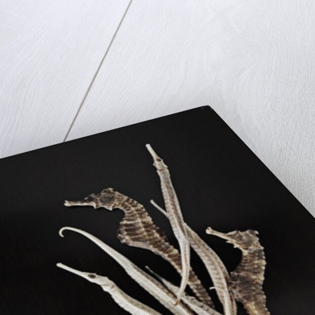 Dried Seahorses and Pipefish by Anonymous