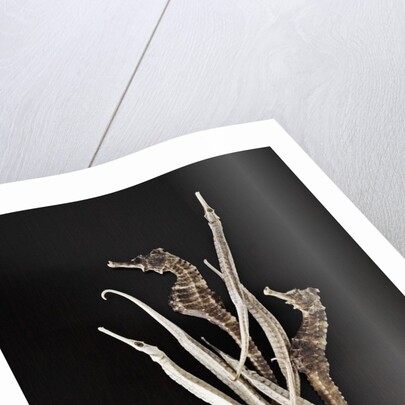 Dried Seahorses and Pipefish by Anonymous