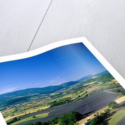 Lavender Fields and Green Valley by Anonymous