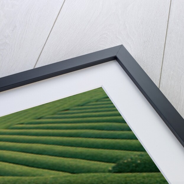 Umbrella in Tea Fields by Anonymous