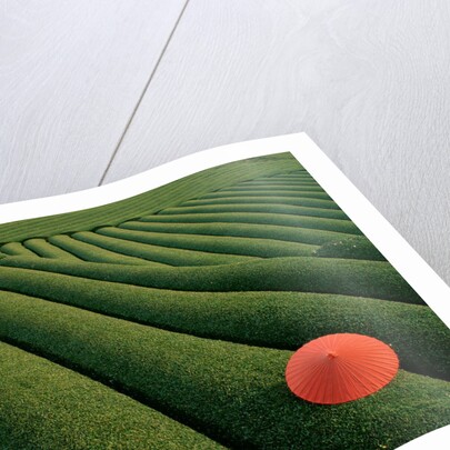 Umbrella in Tea Fields by Anonymous