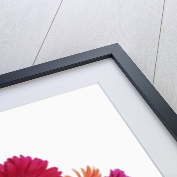 Barberton Daisies by Anonymous