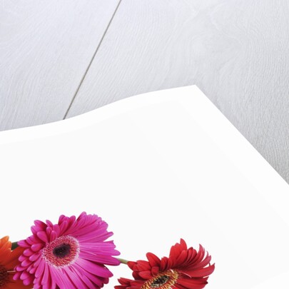 Barberton Daisies by Anonymous