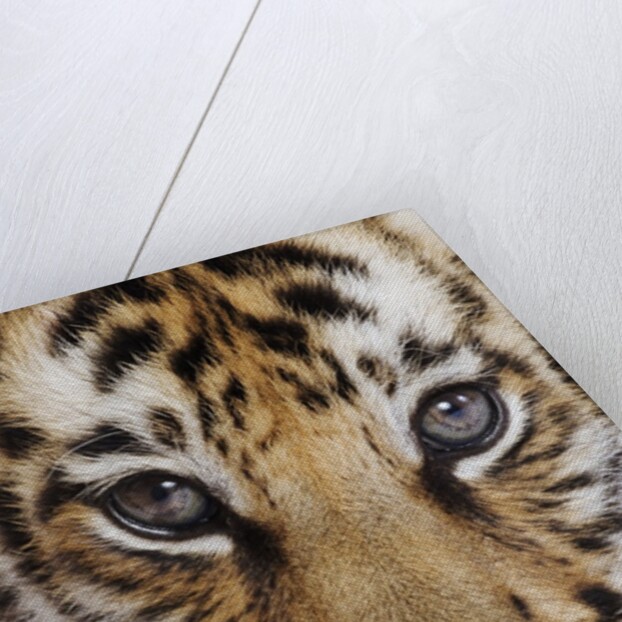 Tiger Cub by Anonymous