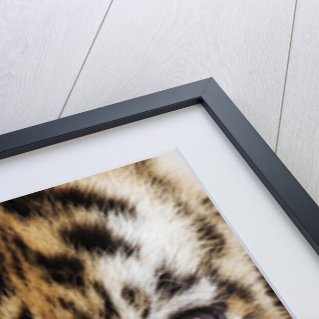 Tiger Cub by Anonymous