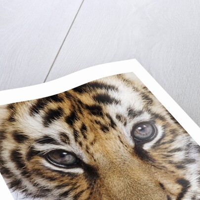 Tiger Cub by Anonymous