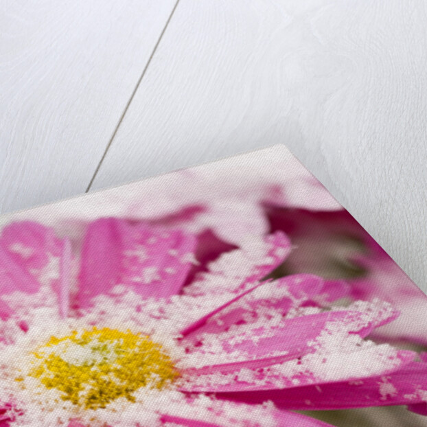 Snow on Flower by Anonymous