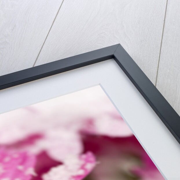 Snow on Flower by Anonymous