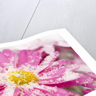 Snow on Flower by Anonymous