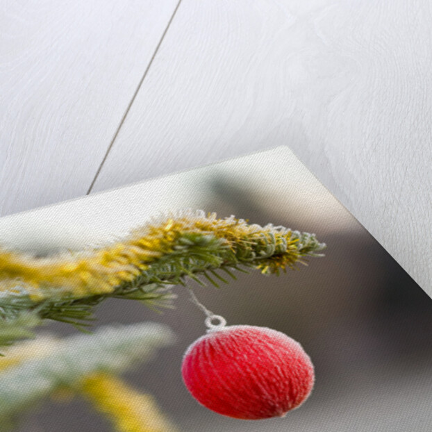 Christmas Ornaments on Tree Covered with Frost by Anonymous