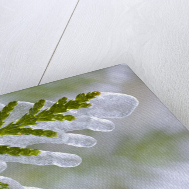 Close-Up of Ice-Covered Conifer by Anonymous