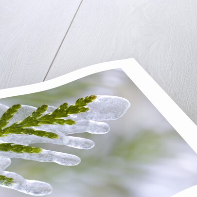Close-Up of Ice-Covered Conifer by Anonymous