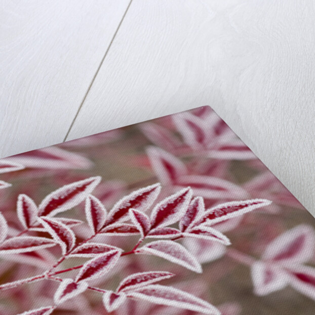 Frost on Red Leaves by Anonymous