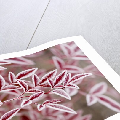Frost on Red Leaves by Anonymous