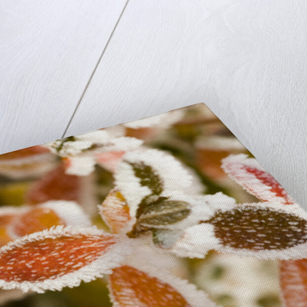 Frost-Covered Leaves by Anonymous