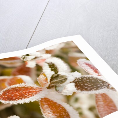 Frost-Covered Leaves by Anonymous