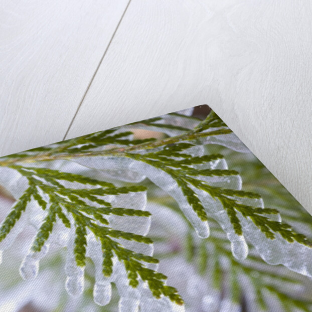 Close-Up of Ice-Covered Conifer by Anonymous