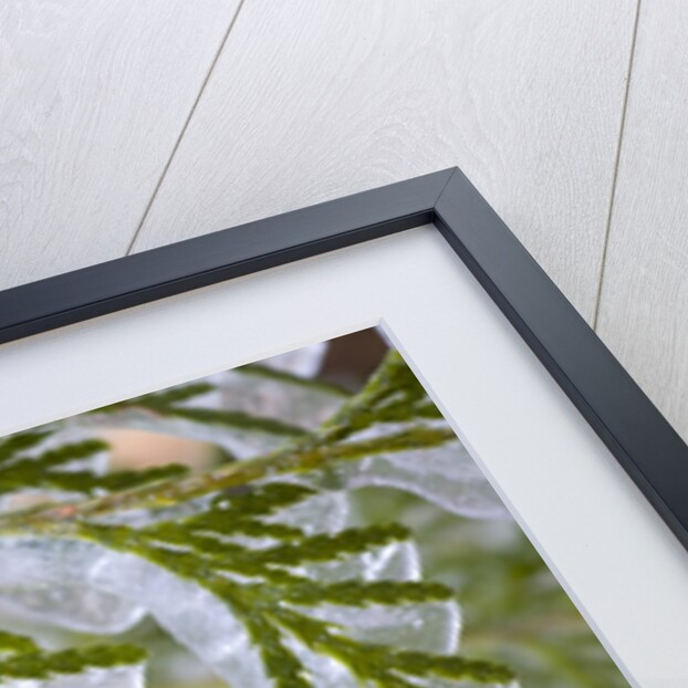Close-Up of Ice-Covered Conifer by Anonymous
