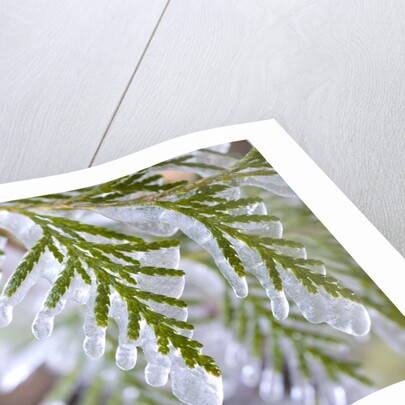 Close-Up of Ice-Covered Conifer by Anonymous