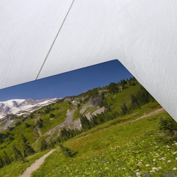 Mount Rainier National Park by Anonymous